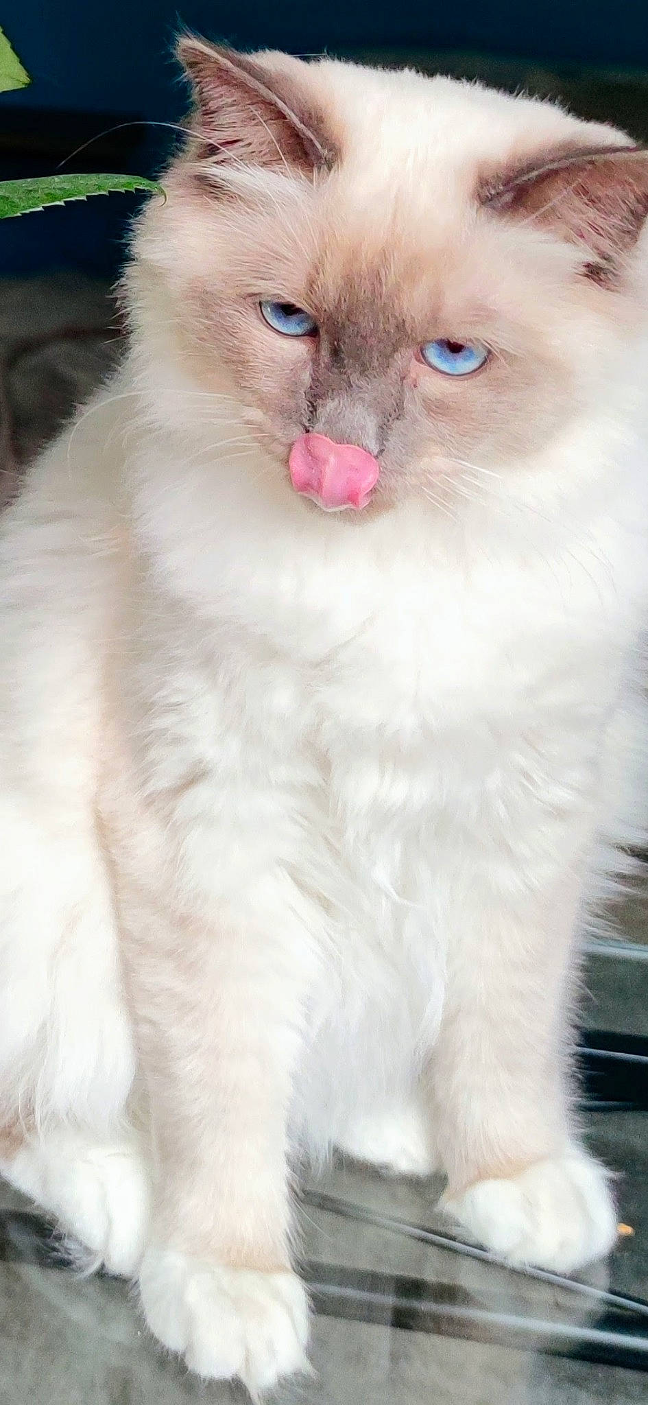 Snowwy a rejoint le concours — aidez-le/la à gagner de superbes lots ! carnivore, cat, domestic_short_haired_cat, fawn, felidae, fur, iris, small_to_medium_sized_cats, snout, terrestrial_animal, whiskers, window