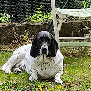 Taïa a rejoint le concours — aidez-le/la à gagner de superbes lots ! dog, grass, chair, fence, outdoor, pet, black_and_white, lawn, relaxed, plastic_chair, canine, quiet, nature, animal, garden, summer, resting, spotting, domestic_animal, background
