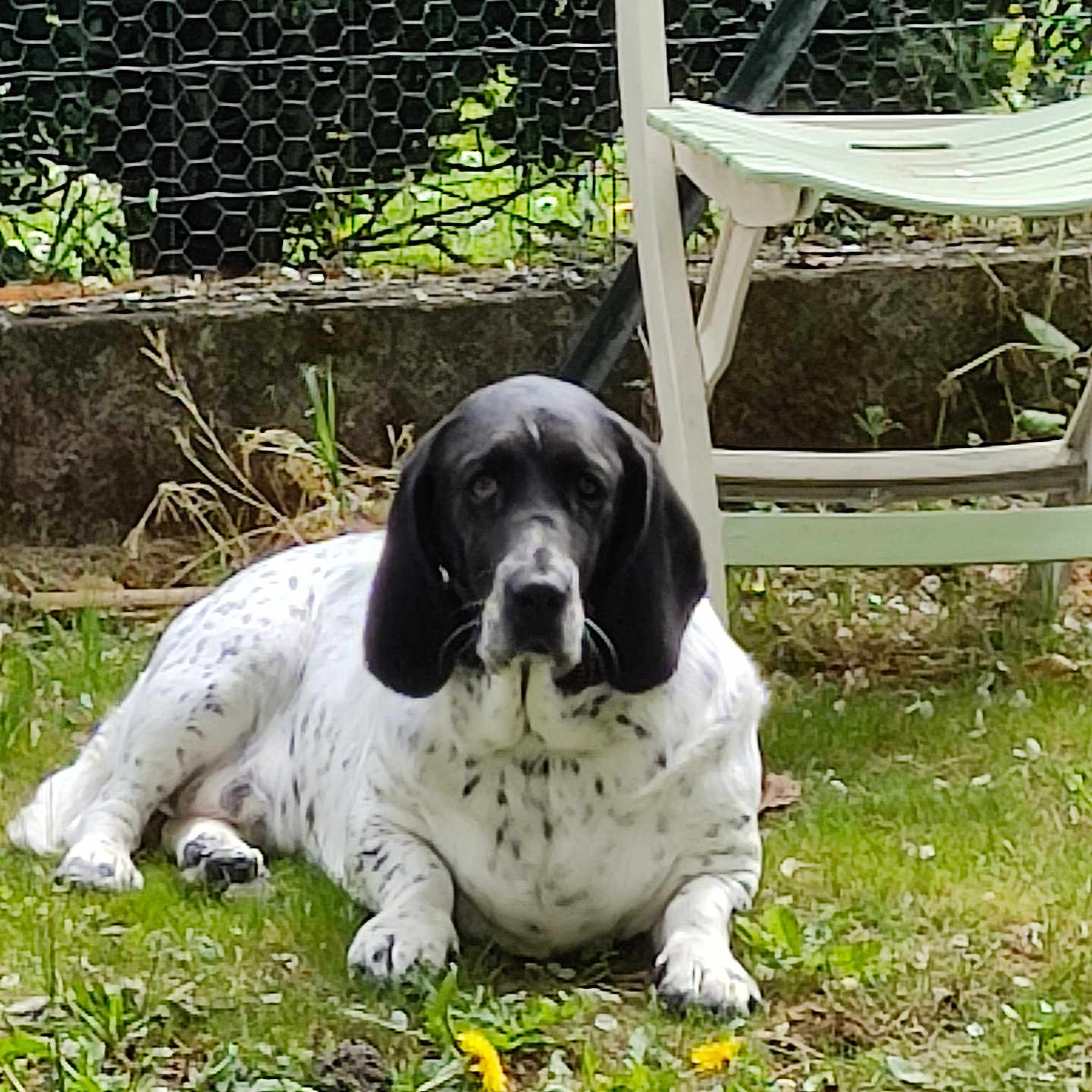 Taïa a rejoint le concours — aidez-le/la à gagner de superbes lots ! dog, grass, chair, fence, outdoor, pet, black_and_white, lawn, relaxed, plastic_chair, canine, quiet, nature, animal, garden, summer, resting, spotting, domestic_animal, background