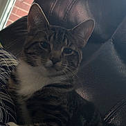 Spidey is registered to the contest to win money with this photo: cat, tabby, pet, indoor, couch, leather, blanket, window, feline, fur, whiskers, ears, relaxed, domestic_cat, closeup, animal, comfort, home, resting, natural_light
