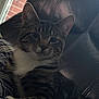 cat, tabby, pet, indoor, couch, leather, blanket, window, feline, fur, whiskers, ears, relaxed, domestic_cat, closeup, animal, comfort, home, resting, natural_light