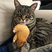 Simba participe au concours pour gagner de l'argent avec cette photo : cat, tabby, sleeping, plush_toy, mouse_toy, couch, furniture, cozy, indoor, pet, animal, fur, whiskers, paws, relaxing, resting, cute, domestic, closeup, comfort