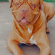 Seiko Et Thanos a rejoint le concours — aidez-le/la à gagner de superbes lots ! animal, brown_fur, canine, companion, dog, ears, grass, happy, large_dog, lying_down, nose, outdoor, paw, pet, playful, relaxed, tongue_out, toy, white_paws, wrinkles