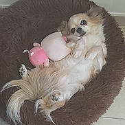 Looping participe au concours pour gagner de l'argent avec cette photo : dog, plush_bed, toy, pink, white, brown, fluffy, relaxed, pet, indoor, floor, cute, small_dog, fur, tail, paws, lying_down, cozy, companion, animal