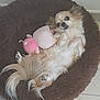 dog, plush_bed, toy, pink, white, brown, fluffy, relaxed, pet, indoor, floor, cute, small_dog, fur, tail, paws, lying_down, cozy, companion, animal