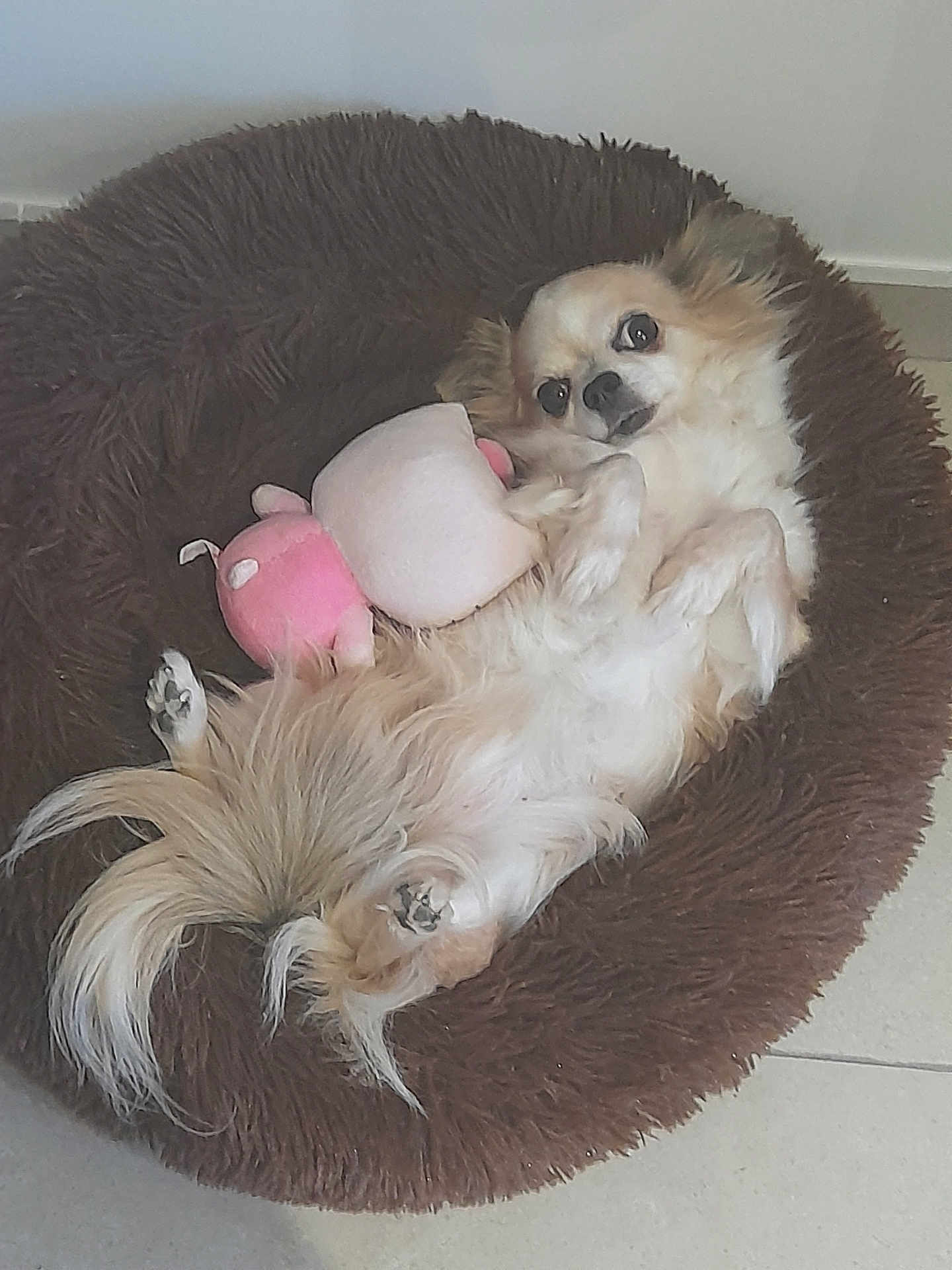 Looping participe au concours pour gagner de l'argent avec cette photo : dog, plush_bed, toy, pink, white, brown, fluffy, relaxed, pet, indoor, floor, cute, small_dog, fur, tail, paws, lying_down, cozy, companion, animal
