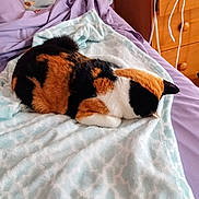 Missy joined the competition — help win amazing prizes! cat, calico_cat, sleeping, blanket, bed, bedroom, purple, furniture, dresser, cords, indoor, soft, cozy, resting, pet, animal, fur, cute, comfort, relaxation