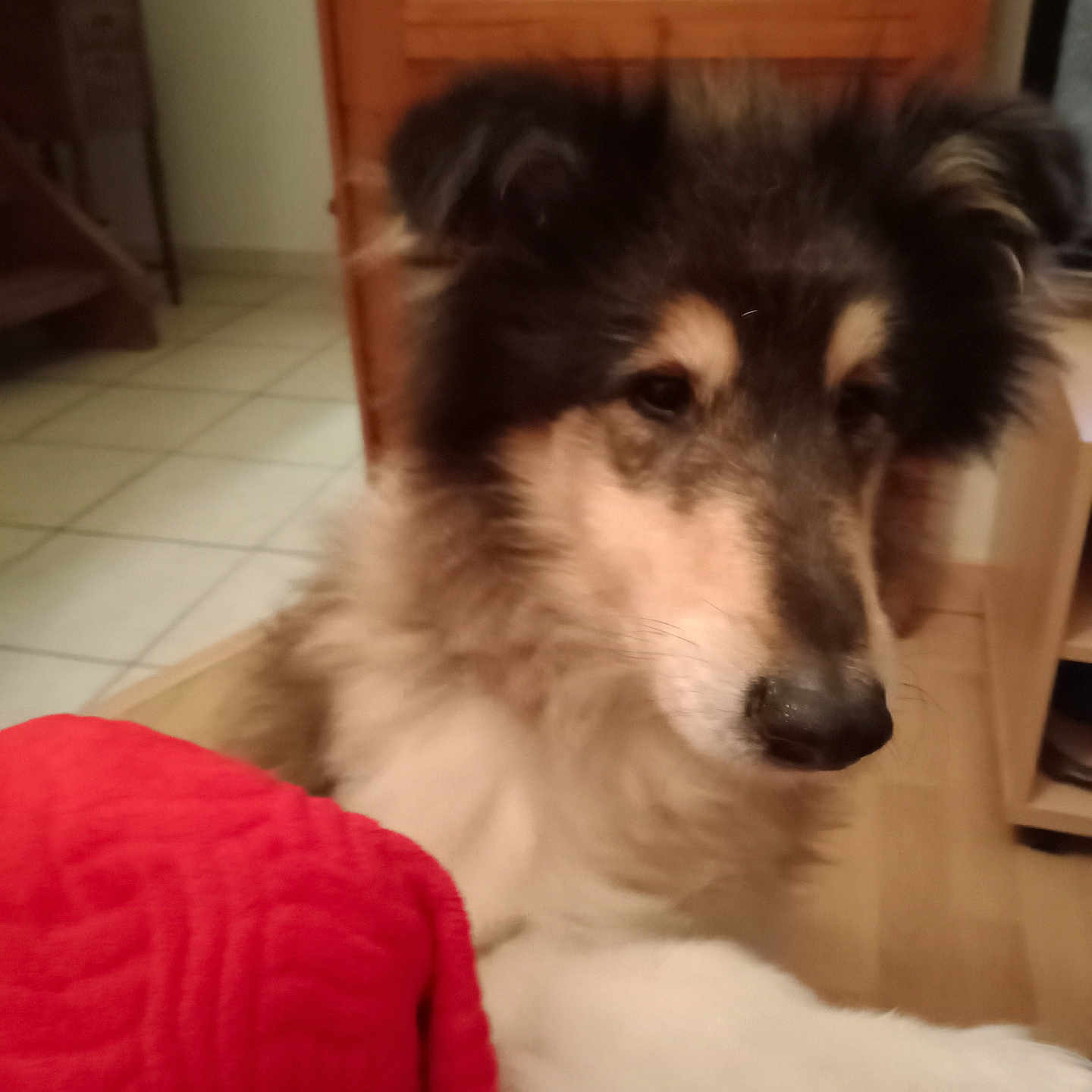 Handy participe au concours pour gagner de l'argent avec cette photo : animal, architecture, armchair, building, canine, chair, collie, couch, dog, eskimodog, furniture, hardwood, husky, indoors, interiordesign, livingroom, pet, puppy, room, wood