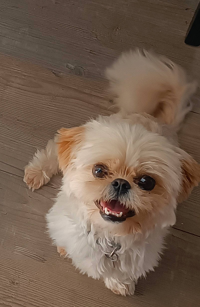 Mila participe au concours pour gagner de l'argent avec cette photo : canidae, carnivore, companion_dog, dessert, dog, dog_breed, dog_supply, eye, fawn, fur, liver, mal_shi, plant, shih_tzu, small_terrier, sporting_group, terrier, toy_dog, whiskers, working_animal