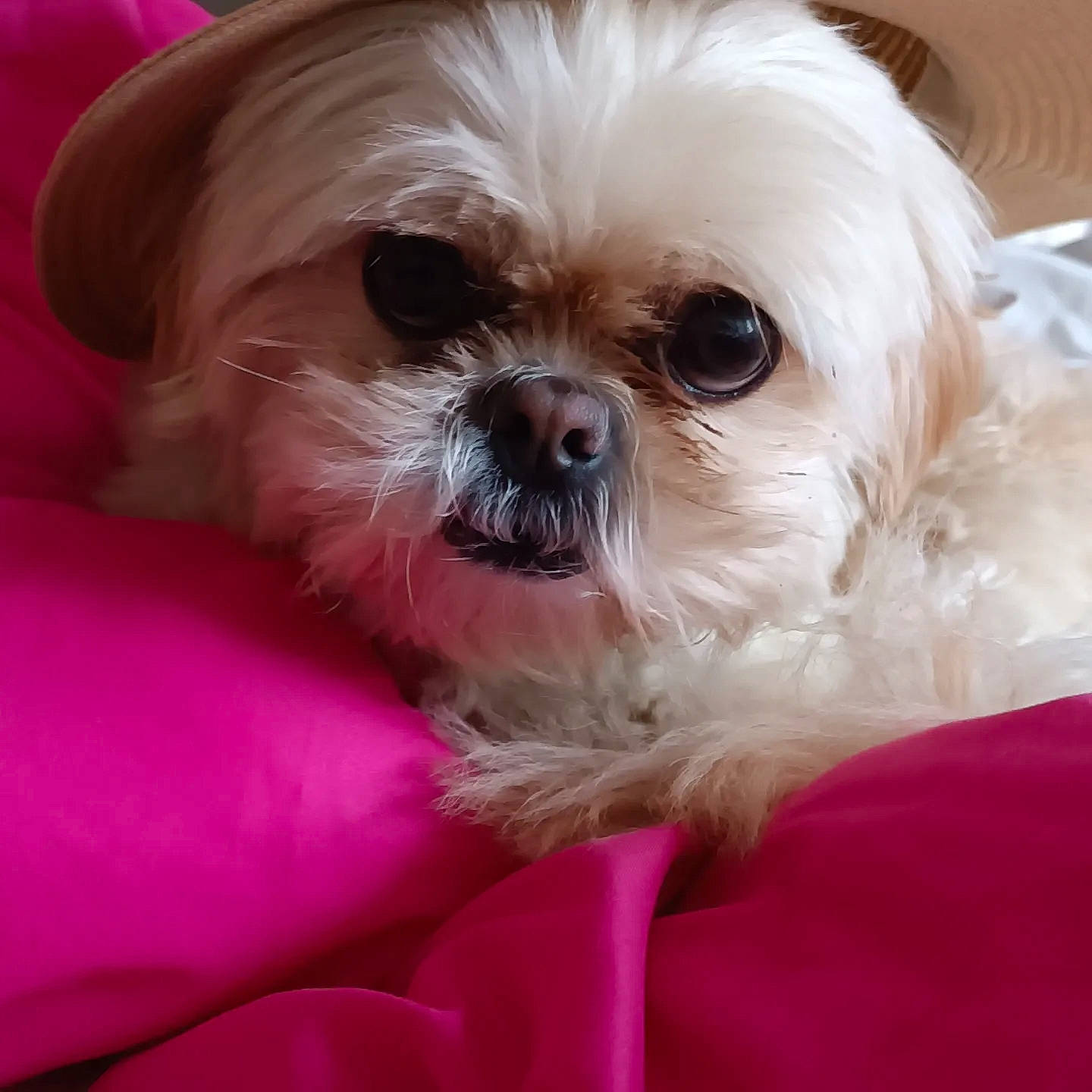 Mila a rejoint le concours — aidez-le/la à gagner de superbes lots ! canidae, carnivore, companion_dog, dog, dog_breed, dog_supply, ear, eye, fawn, fur, liver, pet_supply, shih_poo, shih_tzu, small_terrier, snout, sporting_group, terrier, toy_dog, working_animal