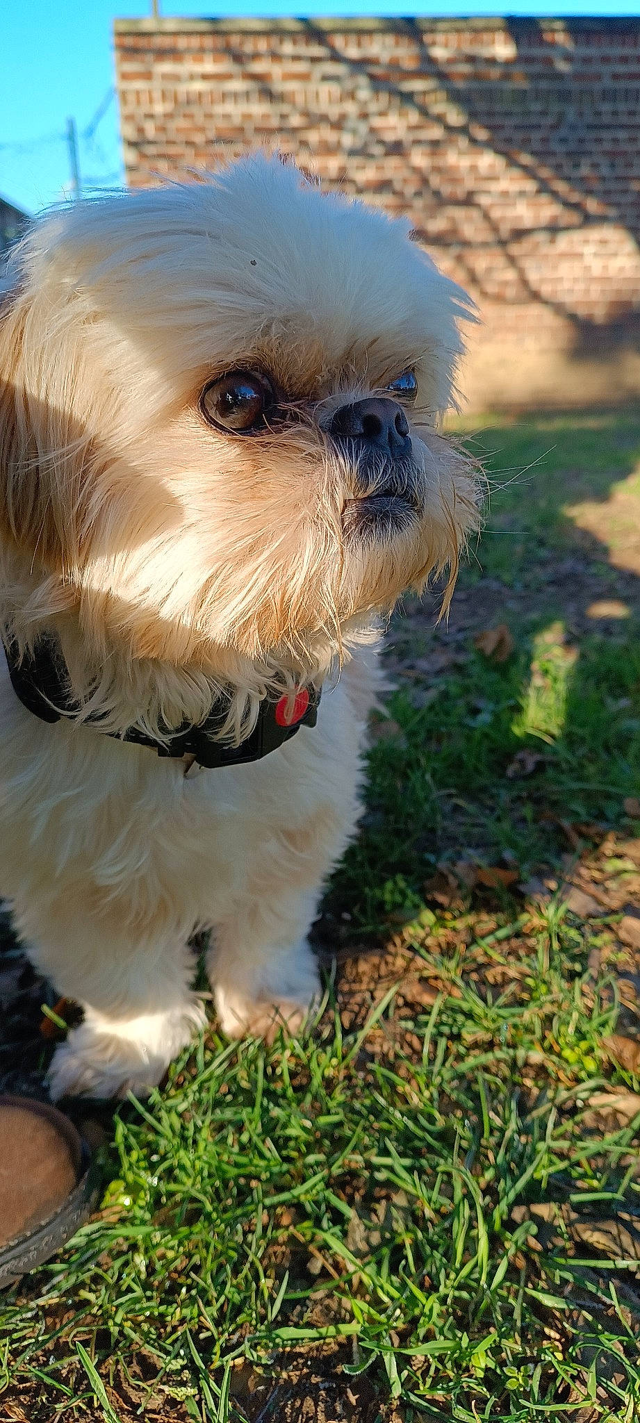 Mila a rejoint le concours — aidez-le/la à gagner de superbes lots ! canidae, carnivore, collar, companion_dog, dog, dog_breed, dog_clothes, dog_collar, dog_supply, fawn, grass, liver, shih_tzu, small_terrier, snout, sporting_group, terrier, toy_dog, whiskers, working_animal