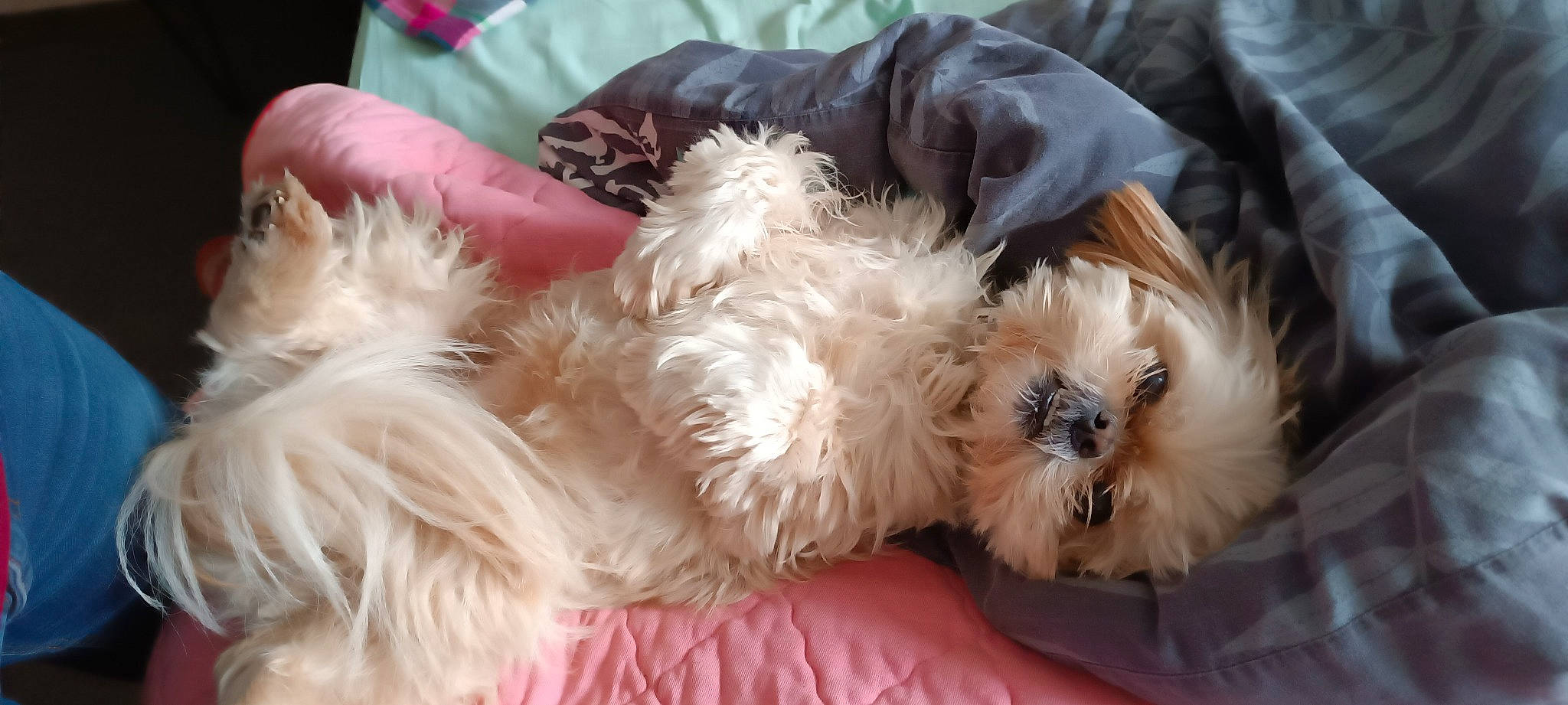 Mila a rejoint le concours — aidez-le/la à gagner de superbes lots ! canidae, carnivore, comfort, companion_dog, dog, dog_breed, dog_supply, fawn, fur, maltepoo, non_sporting_group, poodle_crossbreed, shih_poo, small_terrier, snout, sporting_group, terrier, toy_dog, working_animal, yorkipoo