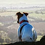 Paddy a rejoint le concours — aidez-le/la à gagner de superbes lots ! animal, back_view, canine, collar, dog, field, grass, hill, landscape, mist, morning, nature, outdoor, peaceful, pet, quiet, rock, scenic, sunlight, watching