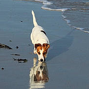 Paddy a rejoint le concours — aidez-le/la à gagner de superbes lots ! animal, beach, brown_and_white, calm, canine, coast, curious, daytime, dog, nature, outdoor, pet, reflection, sand, sea, shore, shoreline, walking, water, wet