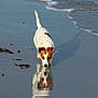 animal, beach, brown_and_white, calm, canine, coast, curious, daytime, dog, nature, outdoor, pet, reflection, sand, sea, shore, shoreline, walking, water, wet