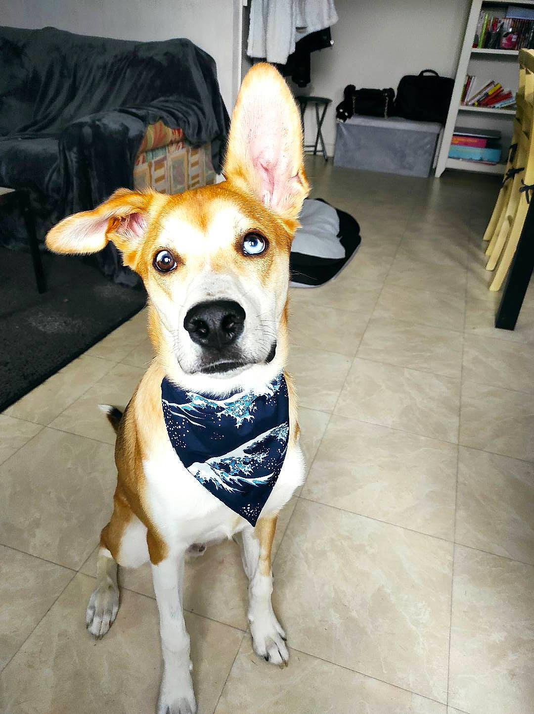 Roocky a rejoint le concours — aidez-le/la à gagner de superbes lots ! canidae, carnivore, chair, collar, companion_dog, dog, dog_breed, dog_clothes, dog_collar, dog_supply, fawn, flooring, furniture, lamp, non_sporting_group, puppy, snout, sporting_group, whiskers, working_animal