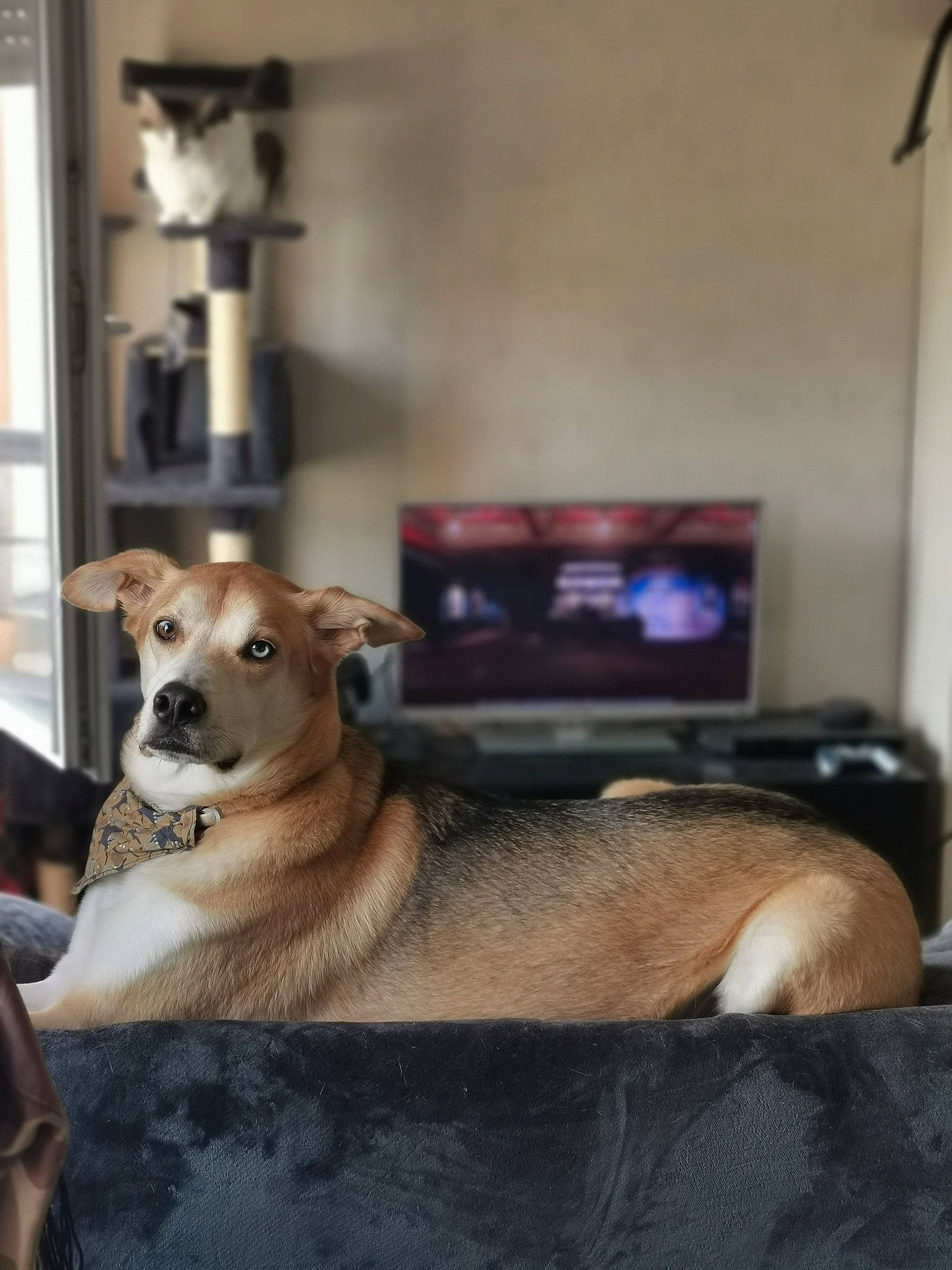 Roocky participe au concours pour gagner de l'argent avec cette photo : carnivore, chair, collar, comfort, companion_dog, couch, desk, dog, dog_breed, dog_supply, fawn, flooring, fur, living_room, pet_supply, picture_frame, room, snout, television, whiskers