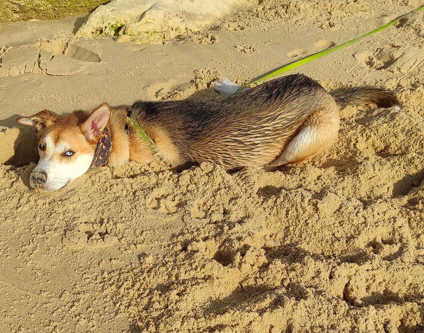 Roocky a rejoint le concours — aidez-le/la à gagner de superbes lots ! canidae, carnivore, dog_breed, fawn, fur, grass, landscape, paw, prairie, rodent, safari, sand, shadow, snout, soil, tail, terrestrial_animal, whiskers, wildlife