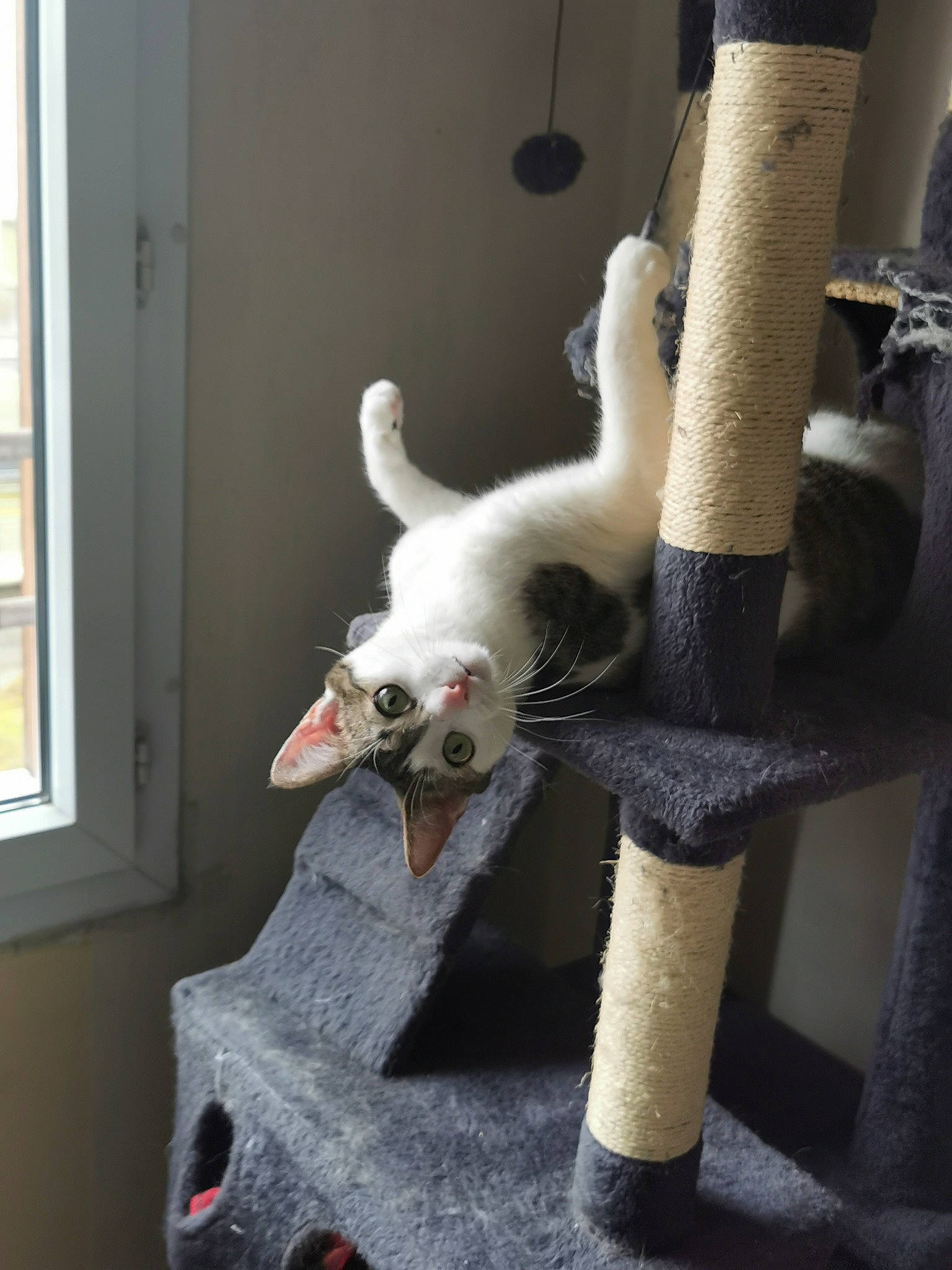 Swan a rejoint le concours — aidez-le/la à gagner de superbes lots ! carmine, carnivore, cat, chair, claw, fashion_accessory, fawn, felidae, fur, natural_material, small_to_medium_sized_cats, snout, spinning, stuffed_toy, tail, terrestrial_animal, whiskers, window, window_blind, wool