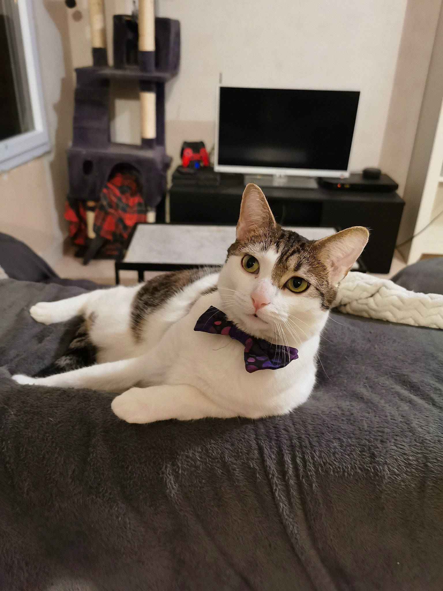 Swan participe au concours pour gagner de l'argent avec cette photo : carnivore, cat, comfort, domestic_short_haired_cat, felidae, flooring, fur, home_appliance, linens, paw, room, small_to_medium_sized_cats, snout, television, whiskers