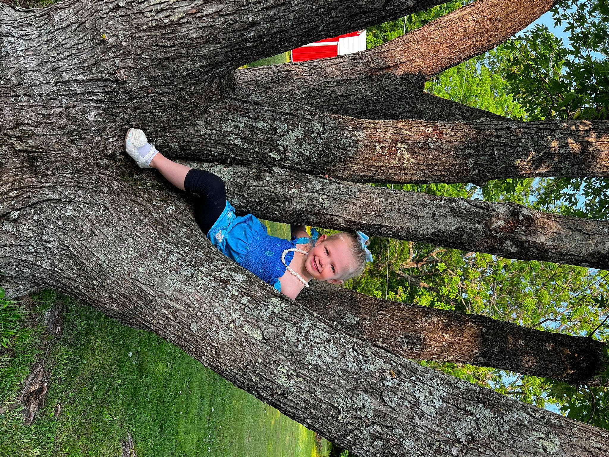 Shaylee joined the competition — help win amazing prizes! botany, branch, elbow, electric_blue, forest, grass, happy, human_body, joy, leisure, people_in_nature, person, plant, recreation, smile, terrestrial_plant, tree, trunk, twig, wood