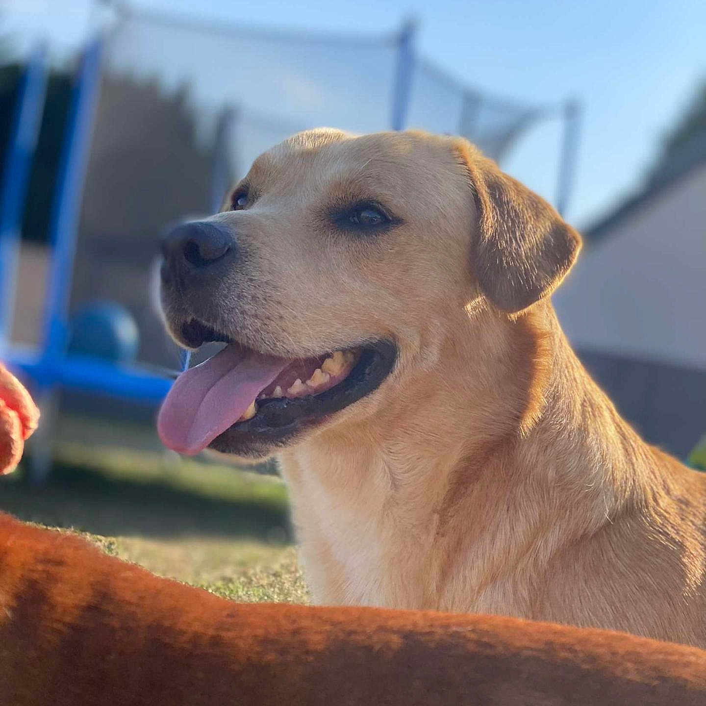 Max a rejoint le concours — aidez-le/la à gagner de superbes lots ! animal, blurred_background, canine, closeup, companion, daytime, dog, friendship, golden_dog, grass, happy, mammal, nature, outdoor, pet, playful, summer, sunlight, tongue_out, trampoline