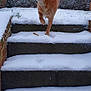 Max participe au concours pour gagner de l'argent avec cette photo : dog, snow, stairs, paw_prints, outdoor, winter, hedge, concrete, animal, pet, canine, nature, grass, leafless_tree, backyard, step_down, cold, fur, walking, quiet
