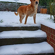 Max participe au concours pour gagner de l'argent avec cette photo : dog, snow, steps, paw_prints, garden, greenery, outdoor, winter, animal, canine, pet, fur, grass, hedge, tree, cold, nature, daylight, quiet, watchful
