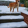 dog, snow, steps, paw_prints, garden, greenery, outdoor, winter, animal, canine, pet, fur, grass, hedge, tree, cold, nature, daylight, quiet, watchful