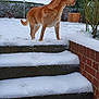 Max a rejoint le concours — aidez-le/la à gagner de superbes lots ! dog, snow, steps, paw_prints, backyard, greenery, bushes, winter, outdoors, animal, canine, alert, standing, nature, daylight, fence, clothesline, brick_wall, grass, quiet