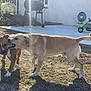 dog, outdoor, playful, grass, sunlight, pet, animal, yard, concrete, grill, pedal_car, shadow, ears, tail, canine, two_dogs, interaction, daylight, house_wall, fun