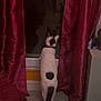 Ketty participe au concours pour gagner de l'argent avec cette photo : cat, black_and_white, curtains, window, indoor, floor, tail, collar, reflection, night, furniture, red, pet, animal, standing, looking_out, home, domestic, curious