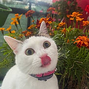Ketty participe au concours pour gagner de l'argent avec cette photo : cat, white_cat, animal, pet, flower, orange_flower, plant, greenery, collar, close_up, tongue_out, cute, curious, outdoor, nature, feline, whiskers, ears, face, portrait