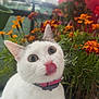 cat, white_cat, animal, pet, flower, orange_flower, plant, greenery, collar, close_up, tongue_out, cute, curious, outdoor, nature, feline, whiskers, ears, face, portrait