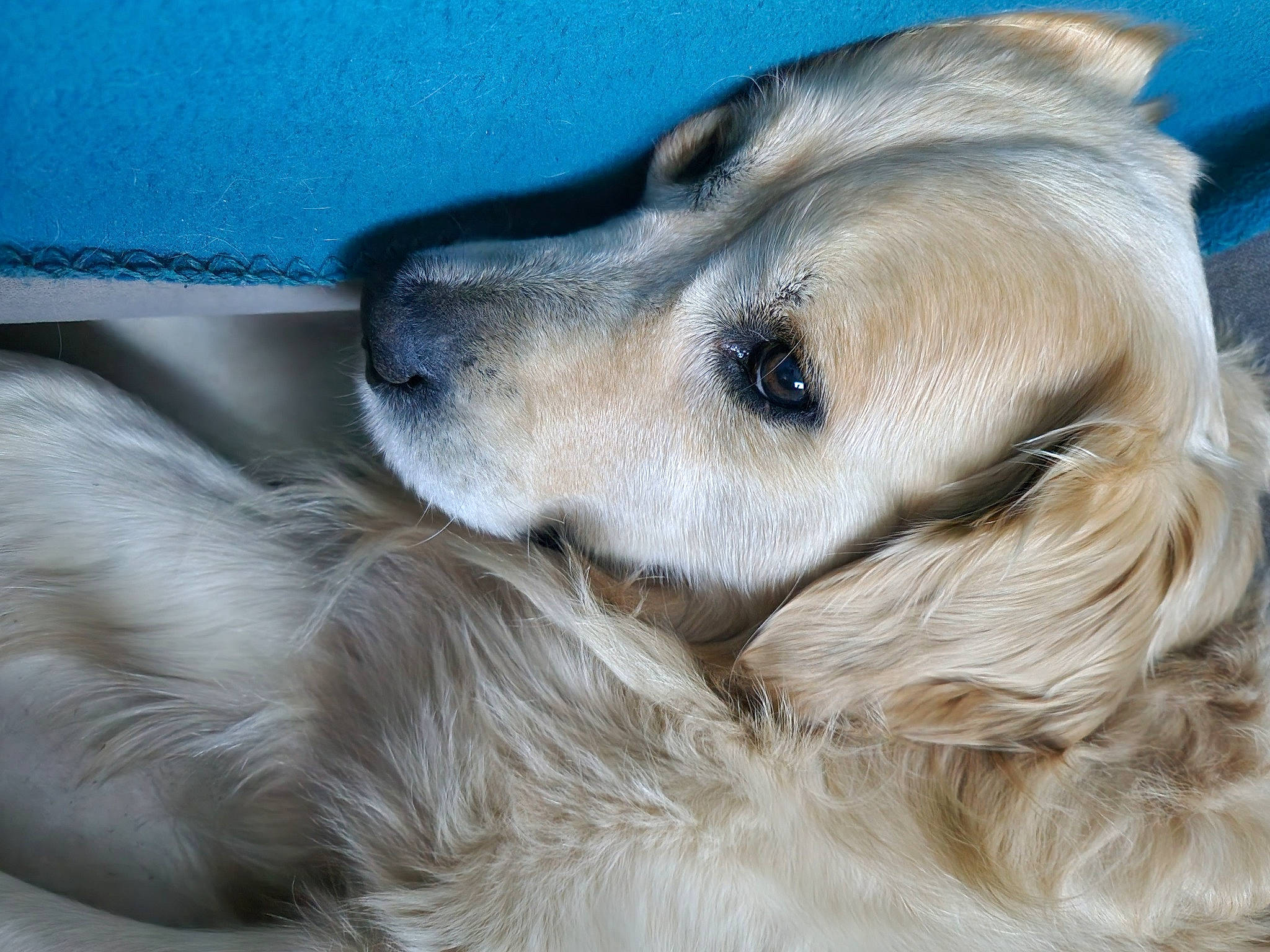 Loocky participe au concours pour gagner de l'argent avec cette photo : canidae, carnivore, companion_dog, dog, dog_breed, ear, fawn, fur, liver, paw, sporting_group, terrestrial_animal, whiskers, working_dog