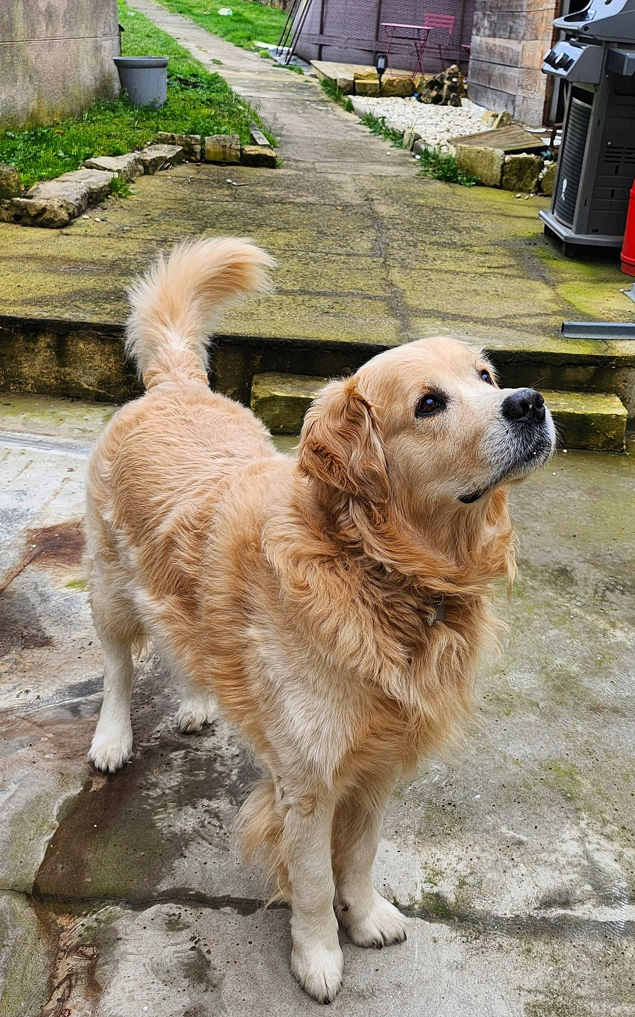 Loocky a rejoint le concours — aidez-le/la à gagner de superbes lots ! canidae, carnivore, companion_dog, dog, dog_breed, fawn, fur, gas, grass, leash, plant, snout, sporting_group, tail, waste_container, waste_containment, working_animal