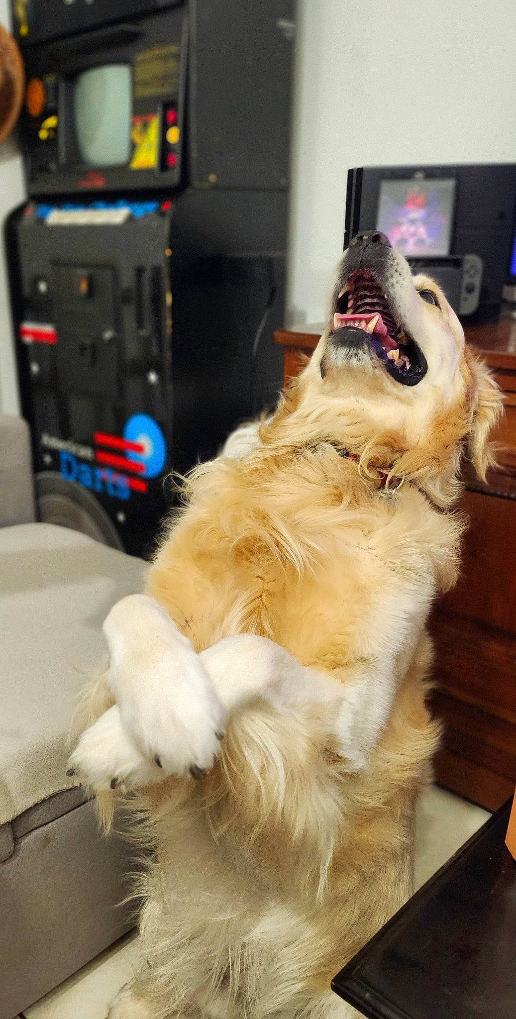 Loocky participe au concours pour gagner de l'argent avec cette photo : canidae, carnivore, collar, companion_dog, dog, dog_breed, dog_collar, eyewear, fawn, fur, guard_dog, herding_dog, machine, paw, pomeranian, snout, sporting_group, tail, whiskers, working_dog