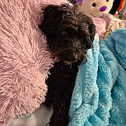 Winnie is registered to the contest to win money with this photo: dog, black_dog, fluffy_pillow, pink_pillow, blue_blanket, stuffed_toys, bed, cozy, pet, indoor, cute, resting, fur, soft_texture, comfort, animal, sleepy, toy, relaxing, home
