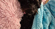 Winnie is registered to the contest to win money with this photo: animal, bed, black_dog, blue_blanket, comfort, cozy, cute, dog, fluffy_pillow, fur, home, indoor, pet, pink_pillow, relaxing, resting, sleepy, soft_texture, stuffed_toys, toy