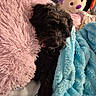 dog, black_dog, fluffy_pillow, pink_pillow, blue_blanket, stuffed_toys, bed, cozy, pet, indoor, cute, resting, fur, soft_texture, comfort, animal, sleepy, toy, relaxing, home
