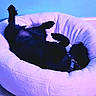 Winnie is registered to the contest to win money with this photo: animal, black_dog, canine, carpet, collar, cozy, dog, dog_bed, domestic, fluffy_bed, furniture, home, indoor, mammal, paw, pet, relaxing, resting, sleeping, upside_down