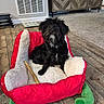 Winnie is registered to the contest to win money with this photo: animal, black_dog, cabinet, carpet, cozy, dog, domestic, fluffy, furniture, green_feet, home, indoor, looking_up, pet, pet_bed, plush_bed, red_bed, relaxed, small_dog, wooden_floor