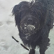 Winnie joined the competition — help win amazing prizes! animal, beard, black_dog, canine, cold, curious, dog, fluffy, fur, mammal, nature, outdoor, pet, playful, portrait, snow, snowy, standing, weather, winter