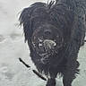 animal, beard, black_dog, canine, cold, curious, dog, fluffy, fur, mammal, nature, outdoor, pet, playful, portrait, snow, snowy, standing, weather, winter