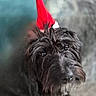 Winnie joined the competition — help win amazing prizes! dog, black_dog, santa_hat, pet, animal, fur, cute, indoor, holiday, christmas, festive, looking_up, closeup, face, whiskers, nose, ears, blurred_background, adorable, companion