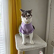 Ivee joined the competition — help win amazing prizes! accessory, animal, cat, cat_tree, clothing, curtains, cute, feline, glasses, gray_cat, indoor, looking, pearl_necklace, pet, portrait, purple_shirt, standing, toy_mouse, white_cat, window