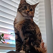 Pepper is registered to the contest to win money with this photo: cat, kitten, tabby, sitting, indoor, window_blinds, plant, light, pet, feline, curious, fur, whiskers, animal, domestic, young, soft_light, reflection, background, closeup