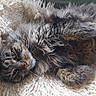 Tartine a rejoint le concours — aidez-le/la à gagner de superbes lots ! animal, blanket, cat, closeup, comfort, cozy, cute, feline, fluffy, fur, indoor, knitted, lying_down, pet, relaxing, resting, sleepy, soft, tabby, whiskers