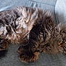 Tartine a rejoint le concours — aidez-le/la à gagner de superbes lots ! adorable, animal, cat, closeup, comfort, cozy, cute, feline, fluffy, fur, indoor, laying, paws, pet, relaxed, rest, sleeping, soft, tabby, whiskers