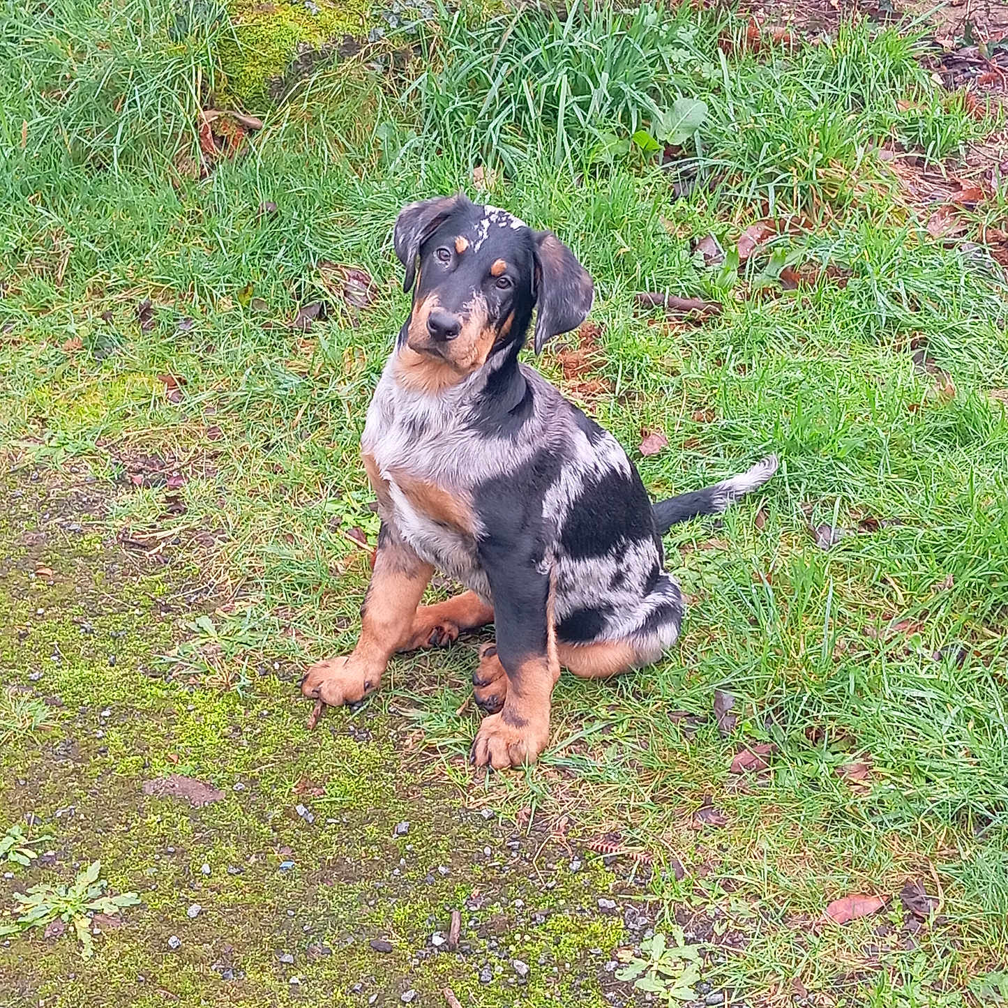 Vigo participe au concours pour gagner de l'argent avec cette photo : animal, backyard, ball, canine, dog, football, grass, herbal, herbs, hound, nature, outdoors, pet, plant, puppy, soccer, soccerball, soil, vegetation, yard
